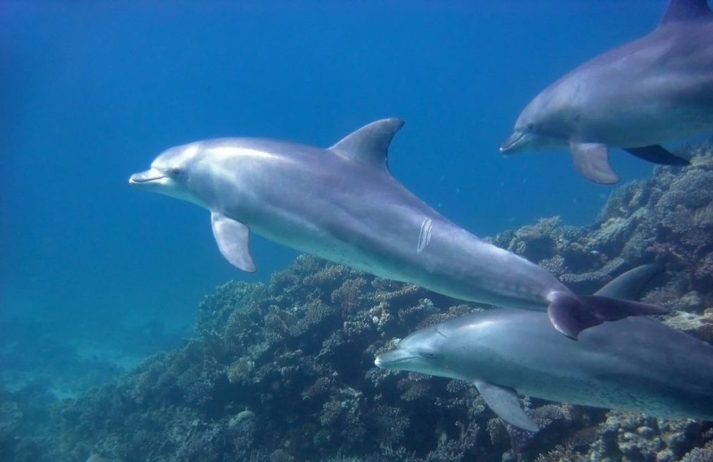 safari delfin
