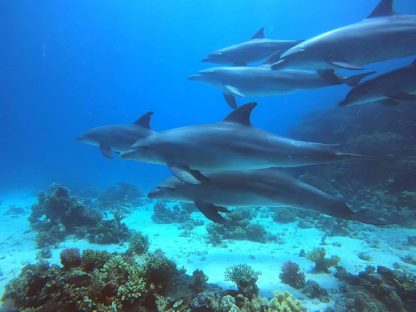 delfíni, DOLPHIN HOUSE