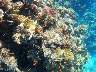 snorkeling šnorchlování