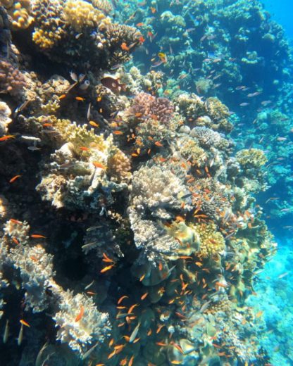 snorkeling šnorchlování