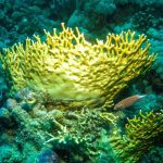 potápění u koralu