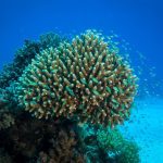 potápění u koralu